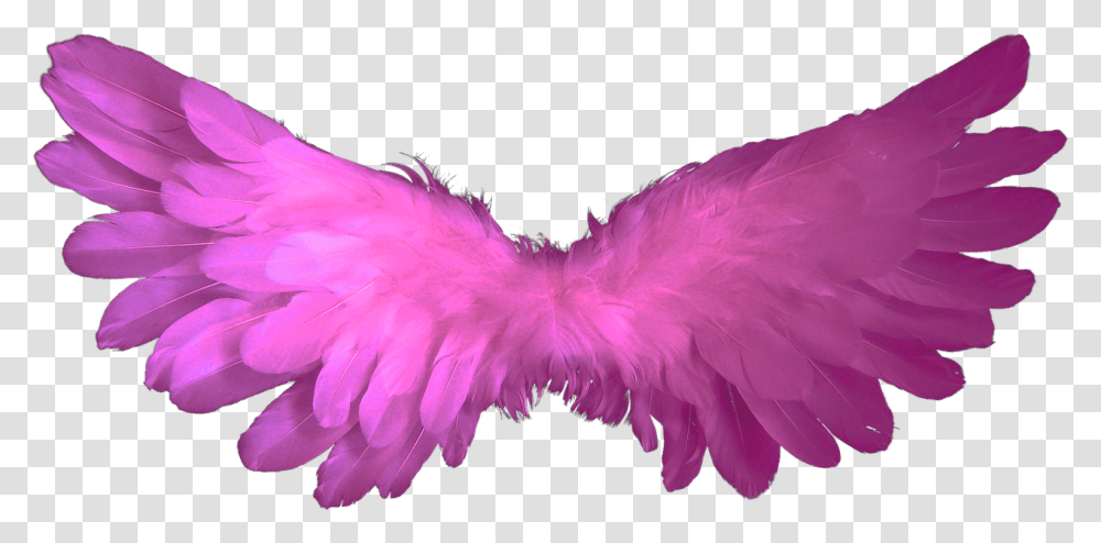 Baby Angel Wings, Apparel, Bird, Animal Transparent Png