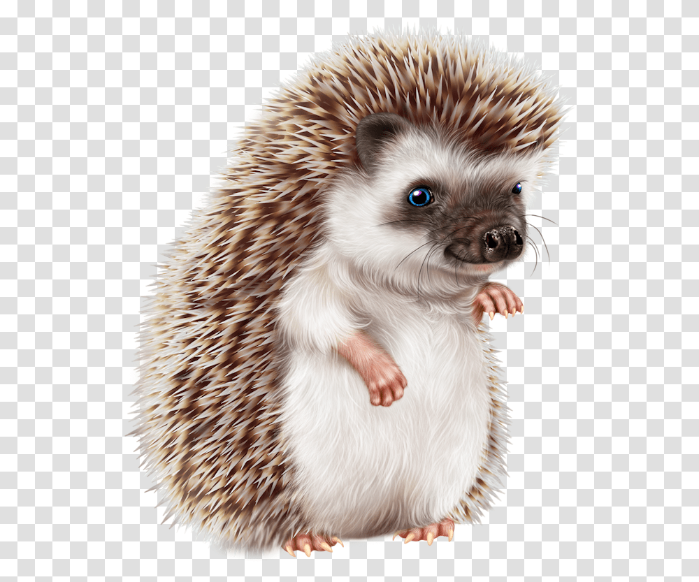 Baby Animal Painting Happy Heagehog, Hedgehog, Mammal, Bird, Chicken Transparent Png