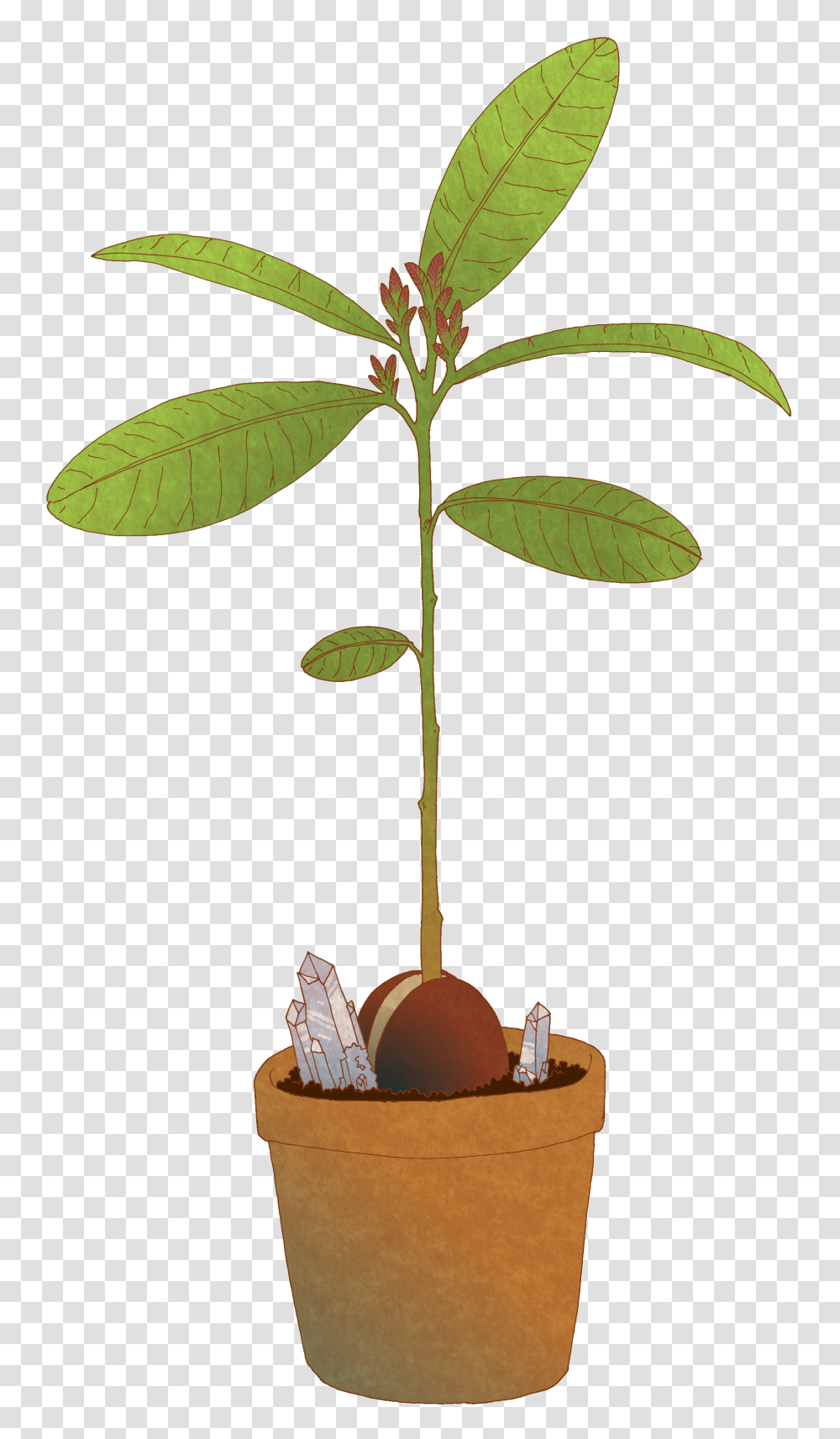 Baby Avocado Tree Illustrations, Plant, Leaf, Flower, Blossom Transparent Png