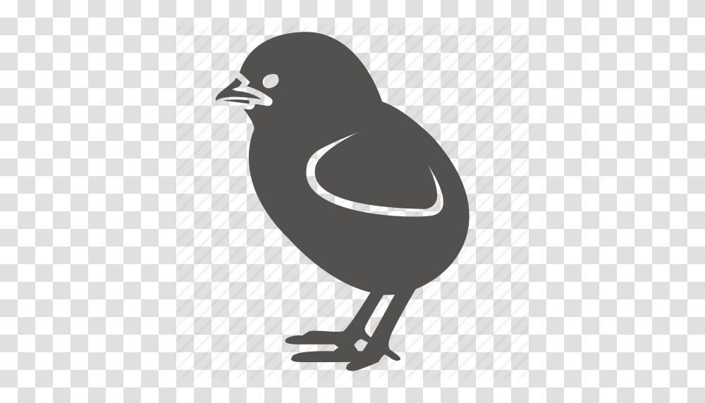 Baby Bird Chick Chicken Poultry Icon, Animal, Tape, Finch, Fowl Transparent Png