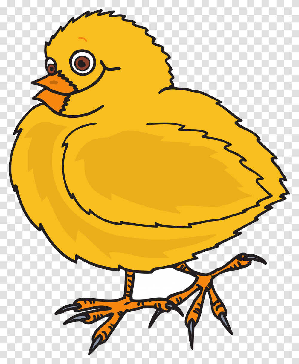 Baby Bird Chicken Chicks Yellow Feathers Wings Free Dot To Dot Chicken Printables, Hen, Poultry, Fowl, Animal Transparent Png