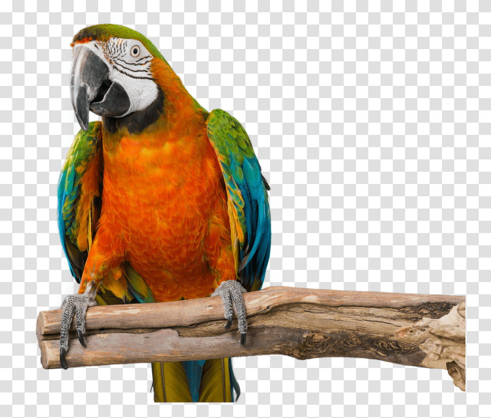 Baby Bird Macaw, Animal, Parrot Transparent Png