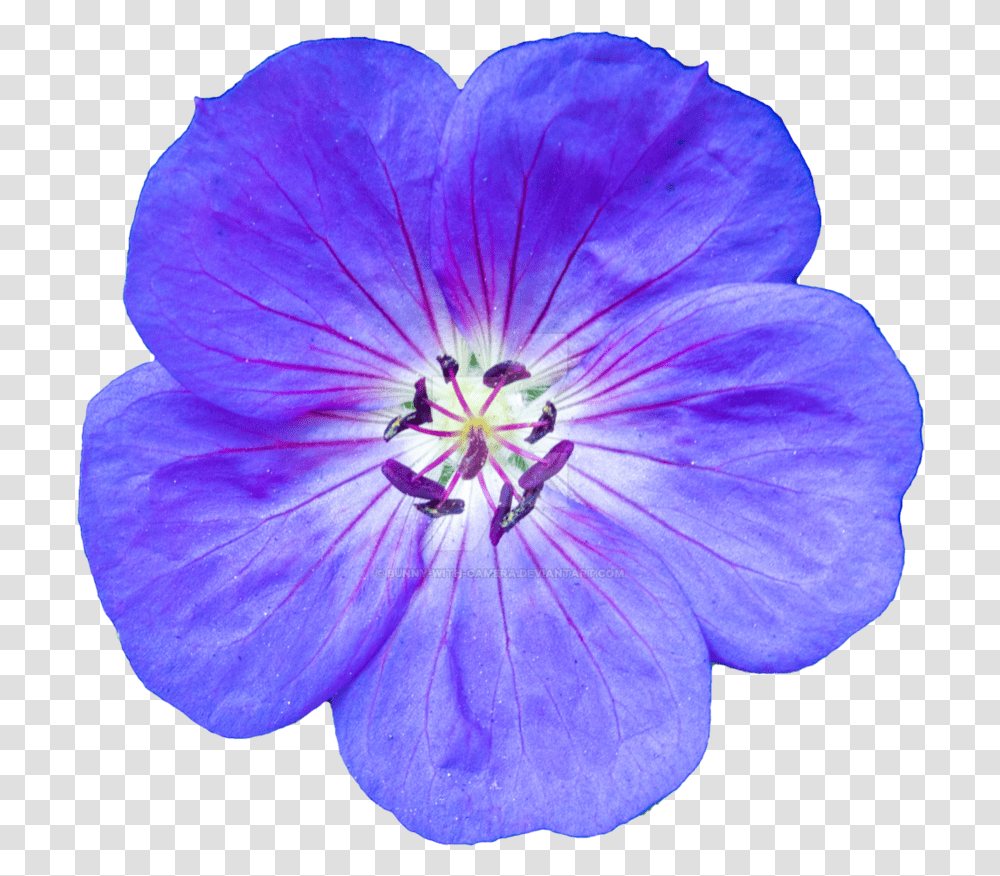Baby Blue Eyes, Geranium, Flower, Plant, Blossom Transparent Png
