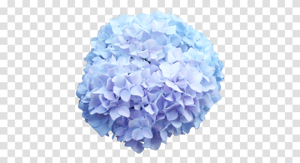 Baby Blue Hydrangea Flower Background, Plant, Blossom, Vase, Jar Transparent Png