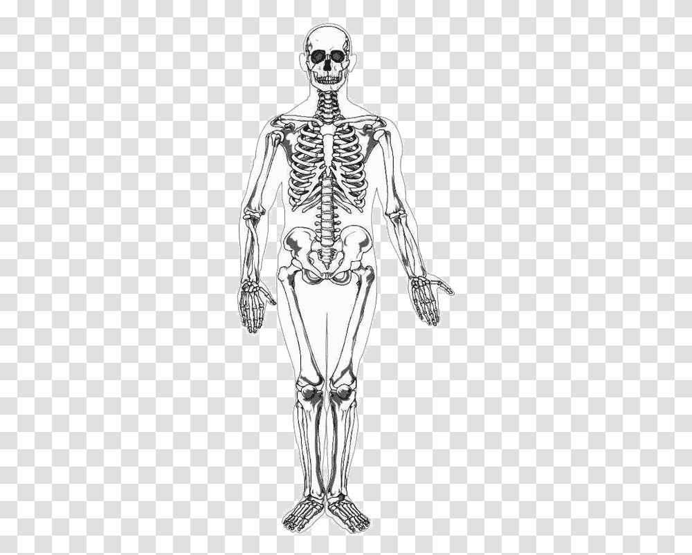 Baby Bones Vs Adults Bones, Skeleton, Sunglasses, Accessories, Accessory Transparent Png