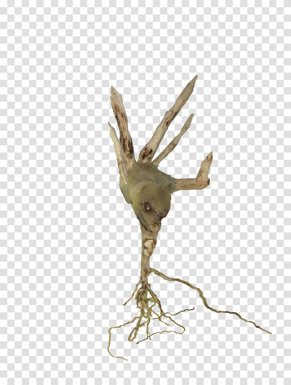 Baby Brain Stem Sketch, Root, Plant, Bird, Animal Transparent Png