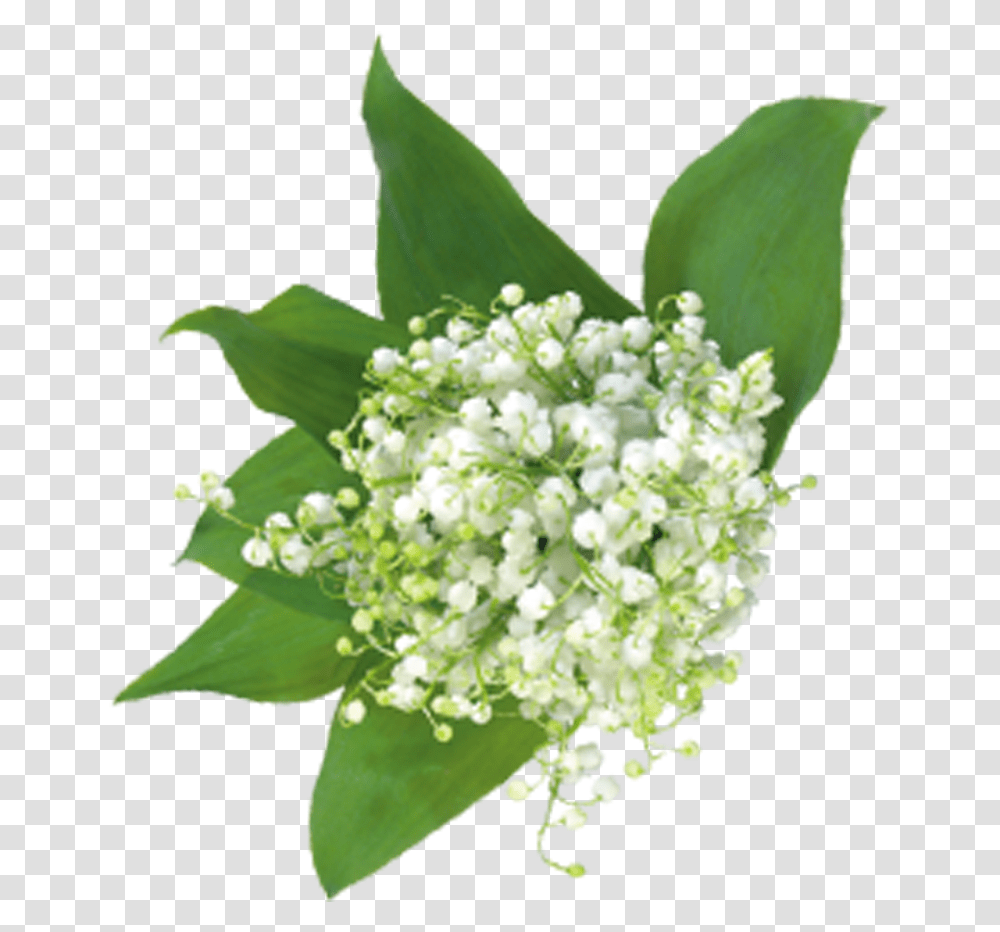 Baby Breath Flower Baby's Breath Flower Clipart, Plant, Green, Floral Design Transparent Png