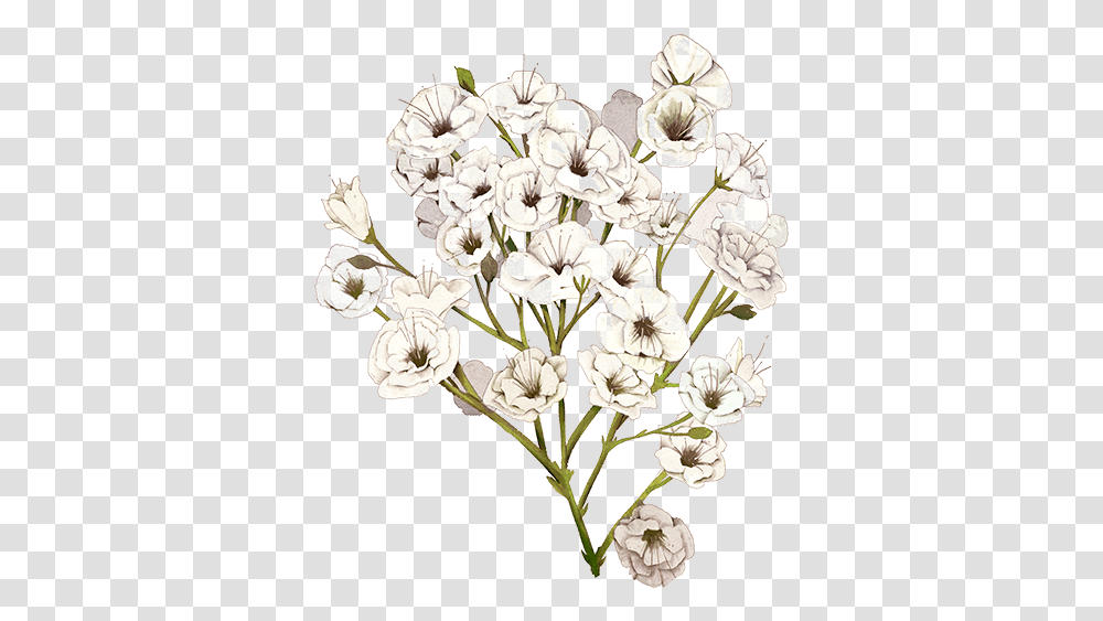 Baby Breath Flower Baby's Breath Flower Illustration, Plant, Blossom, Geranium, Petal Transparent Png