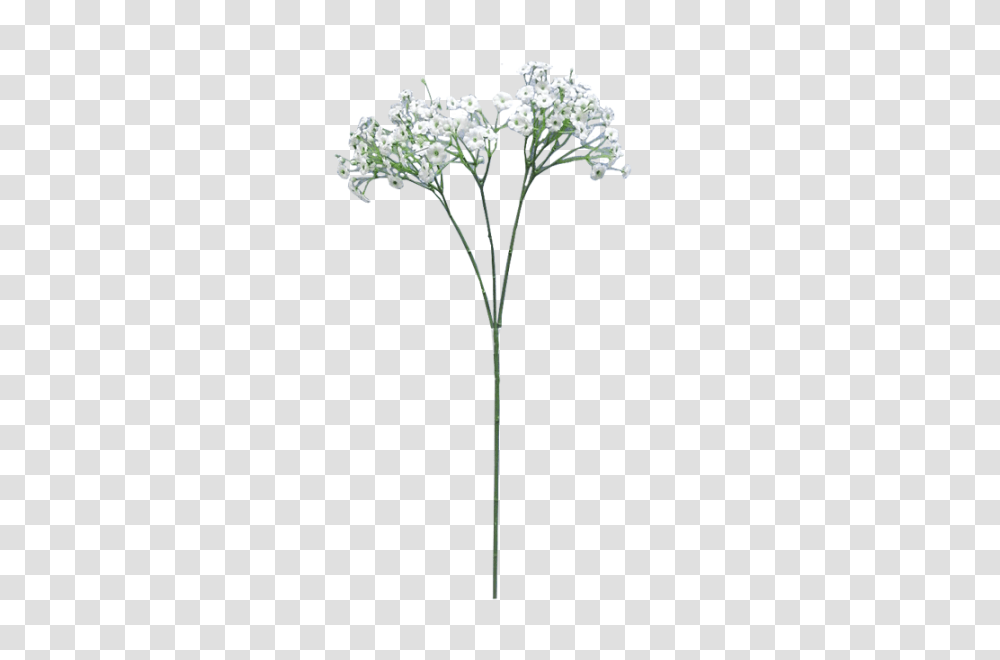 Baby Breath Flower Clip Free Breath Flowers Background, Plant, Apiaceae, Lamp Post, Daisy Transparent Png