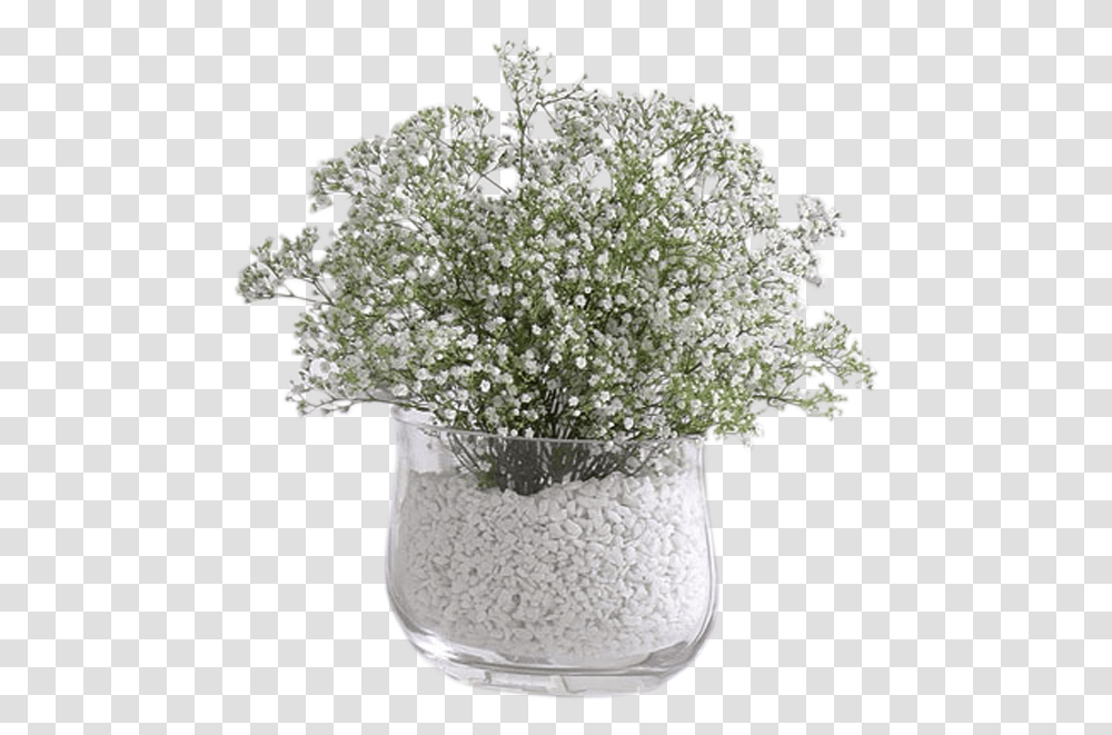 Baby Breath In Vase, Plant, Flower, Blossom, Fungus Transparent Png