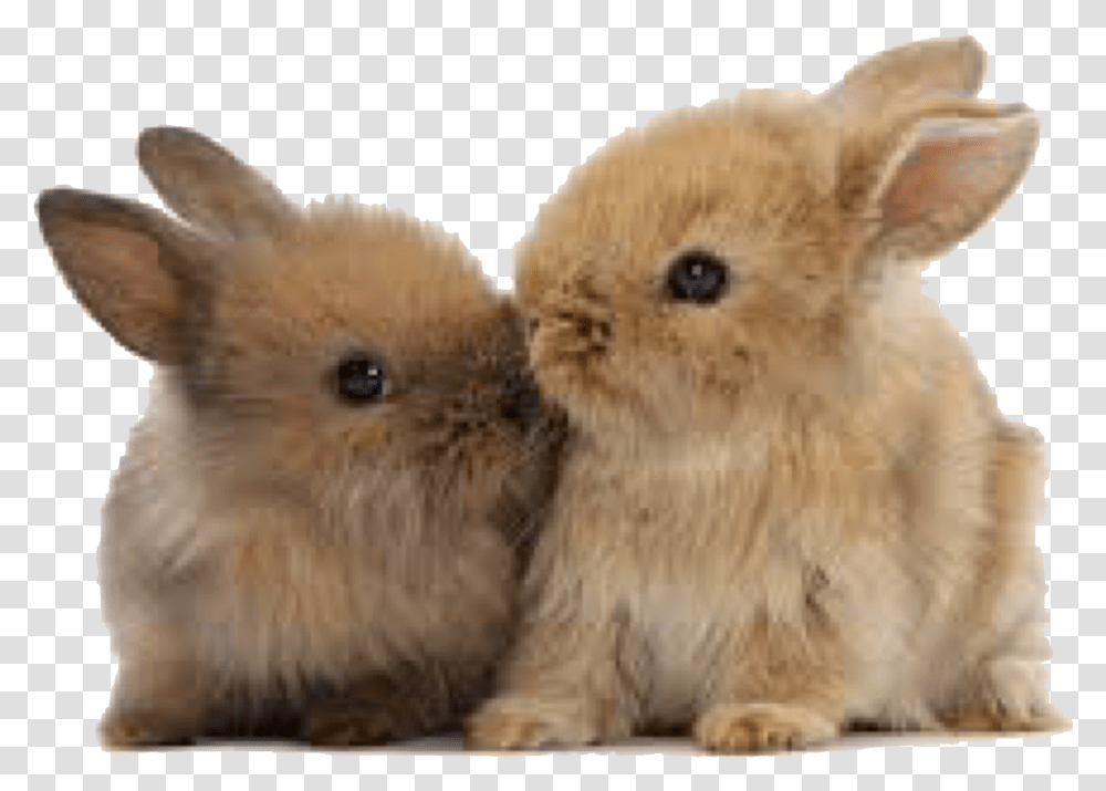 Baby Bunny Cute Baby Bunny, Rodent, Mammal, Animal, Rabbit Transparent Png