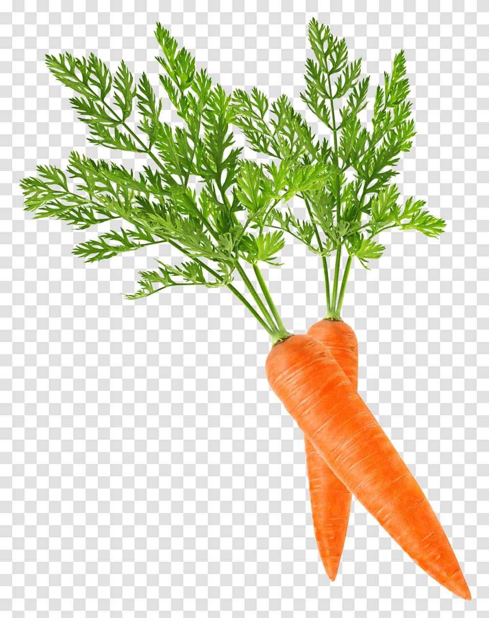 Baby Carrot Clip Art Carrot, Plant, Vegetable, Food, Produce Transparent Png