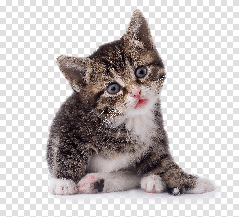 Baby Cat Background With, Manx, Pet, Mammal, Animal Transparent Png