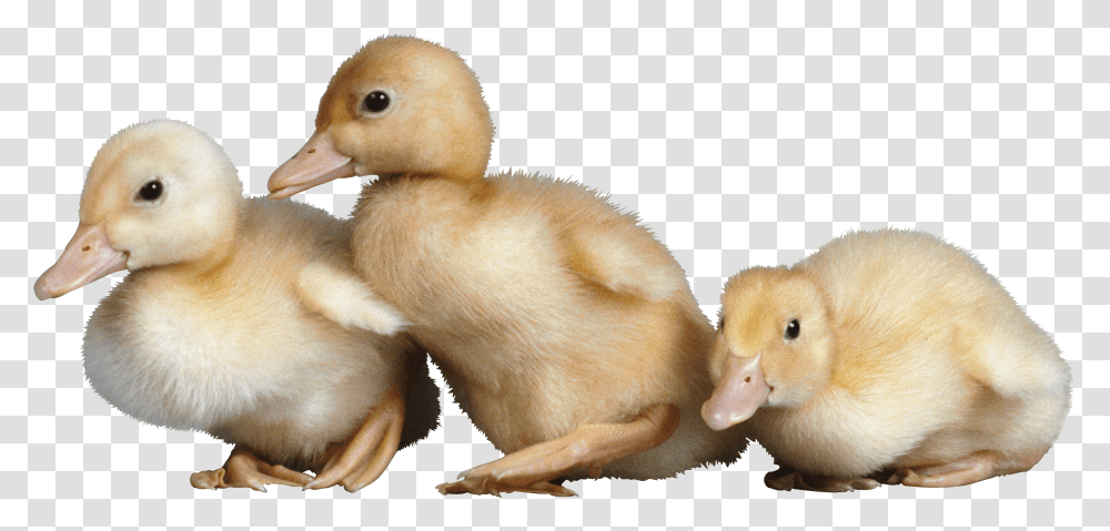 Baby Chick Vs Baby Duck, Bird, Animal, Figurine, Mammal Transparent Png