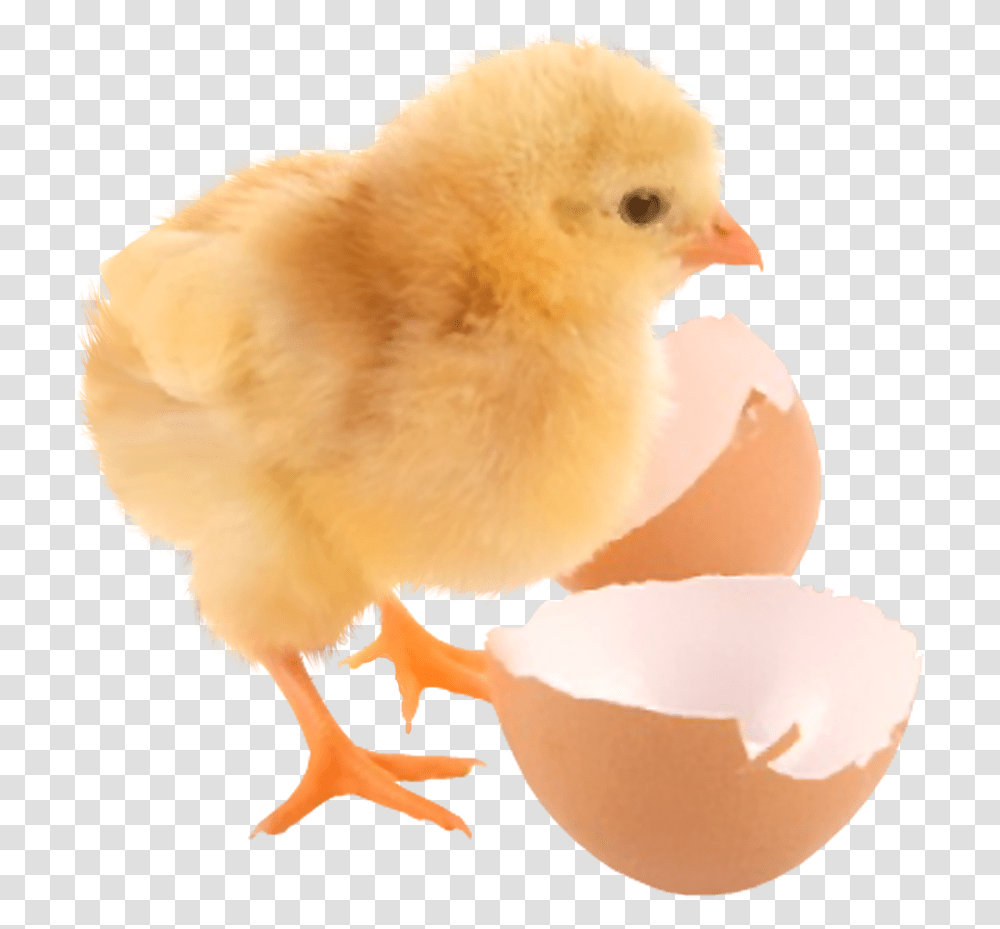 Baby Chicken And Egg, Poultry, Fowl, Bird, Animal Transparent Png