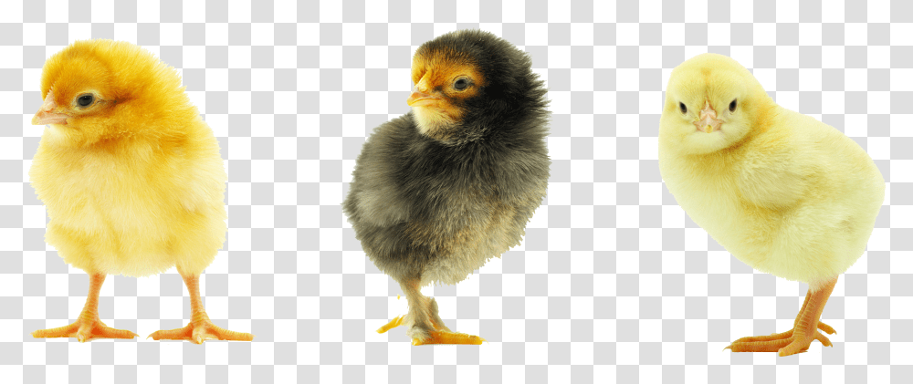 Baby Chicken Background, Bird, Animal, Poultry, Fowl Transparent Png