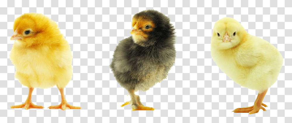 Baby Chicken Background Mart Baby Chick Background, Bird, Animal, Poultry, Fowl Transparent Png