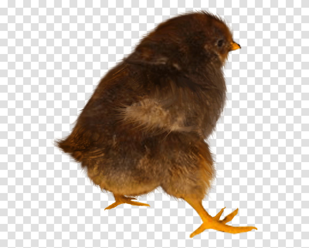 Baby Chicken, Bird, Animal, Finch, Poultry Transparent Png