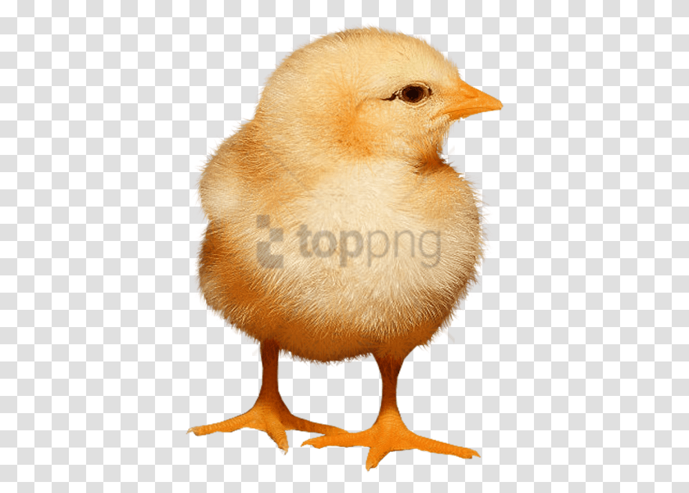 Baby Chicken, Bird, Animal, Hen, Poultry Transparent Png