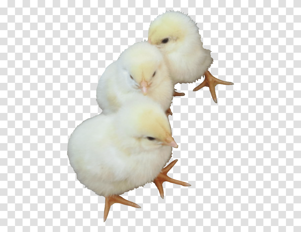 Baby Chicken, Bird, Animal, Poultry, Fowl Transparent Png