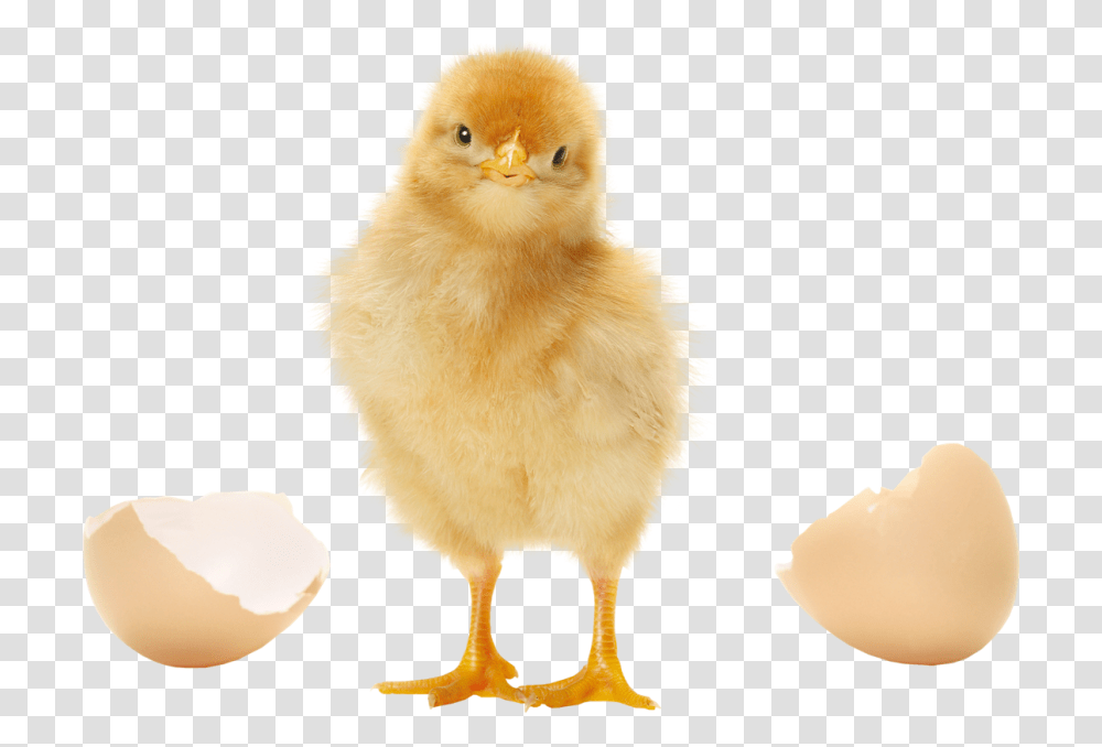 Baby Chicken Chick, Poultry, Fowl, Bird, Animal Transparent Png