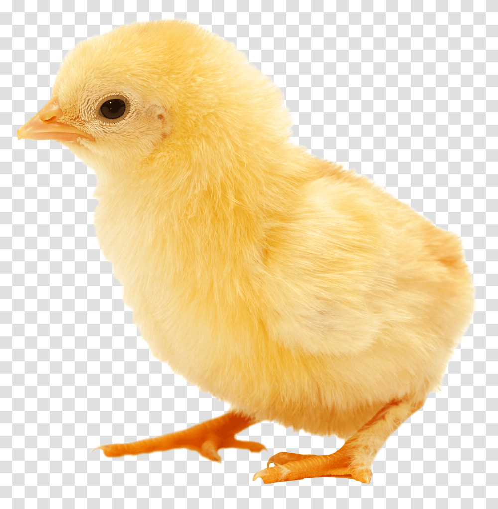 Baby Chicken Clipart Chick, Bird, Animal, Fowl, Poultry Transparent Png