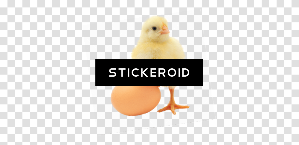 Baby Chicken, Fowl, Bird, Animal, Poultry Transparent Png