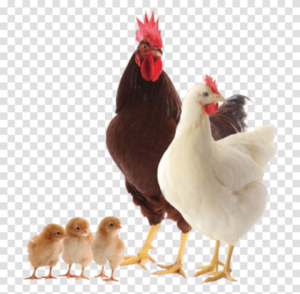 Baby Chicken, Poultry, Fowl, Bird, Animal Transparent Png