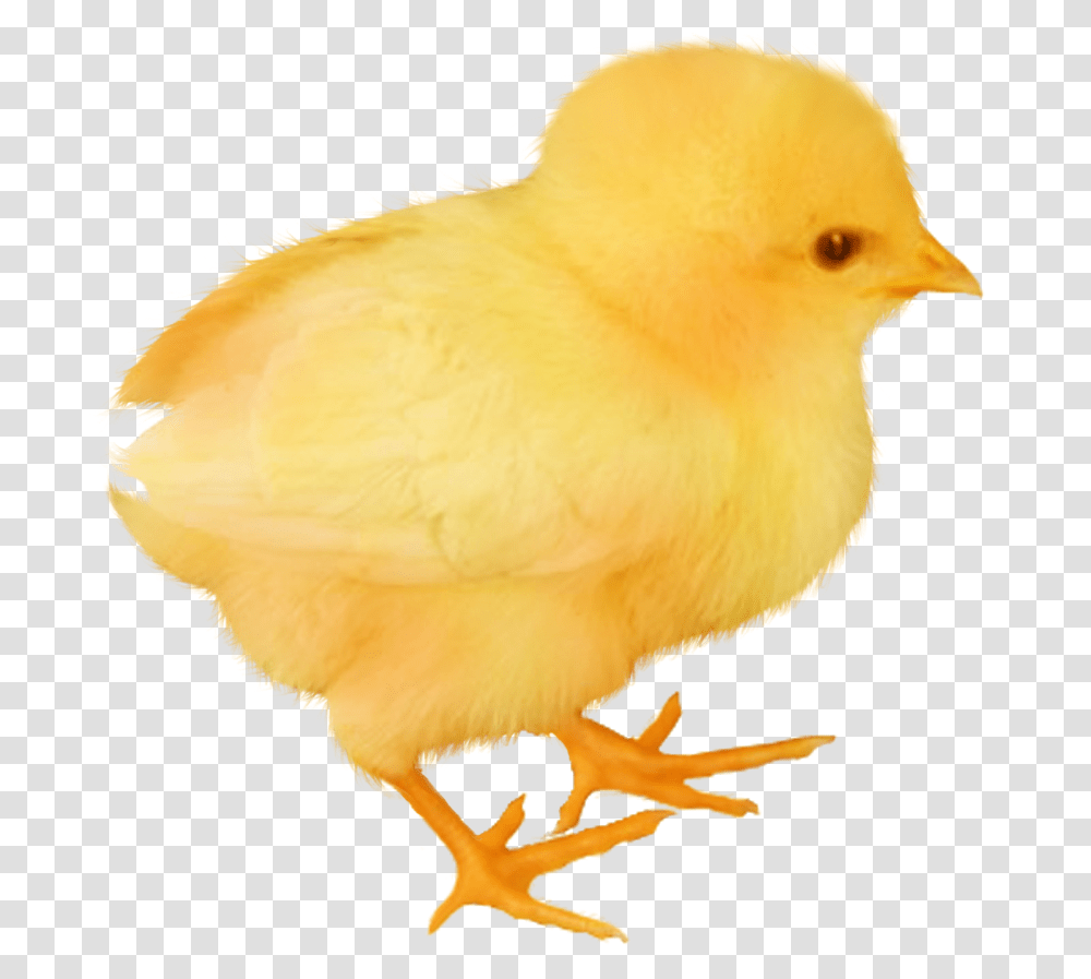 Baby Chickens Images For Create Picture, Bird, Animal, Finch, Canary Transparent Png