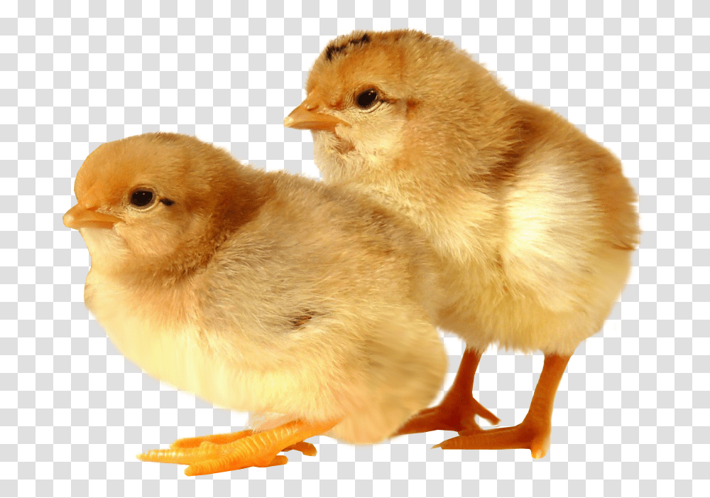 Baby Chicks Background Baby Animal Background, Bird, Poultry, Fowl, Chicken Transparent Png