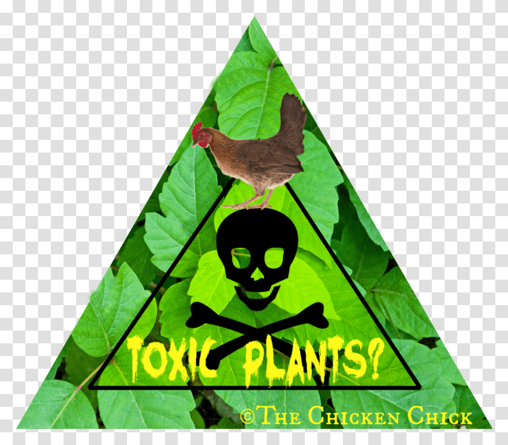 Baby Chicks, Bird, Animal, Leaf, Plant Transparent Png
