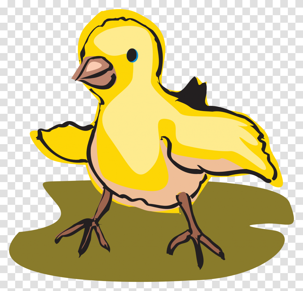 Baby Chicks Clipart Baby Bird Clipart, Animal, Poultry, Fowl, Chicken Transparent Png