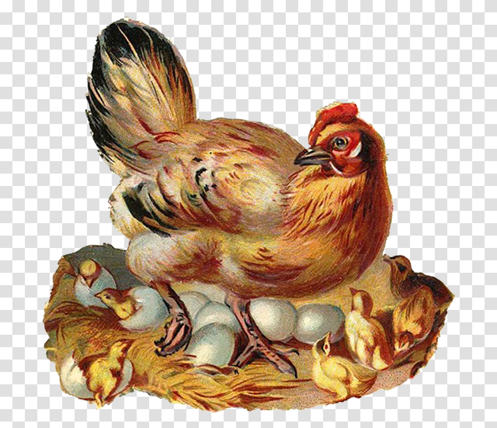 Baby Chicks Clipart, Chicken, Poultry, Fowl, Bird Transparent Png