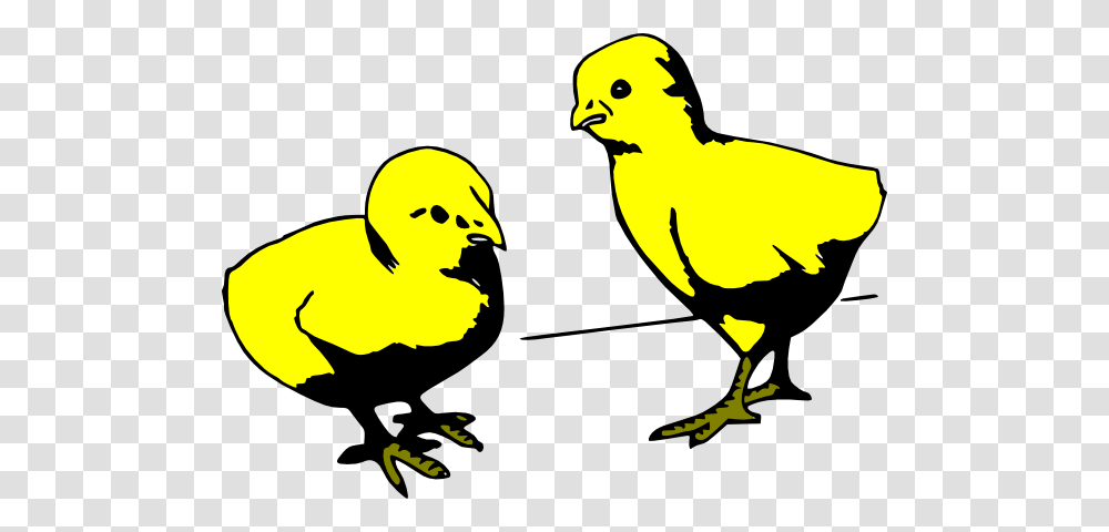 Baby Chicks Colored Clip Art, Bird, Animal, Poultry, Fowl Transparent Png