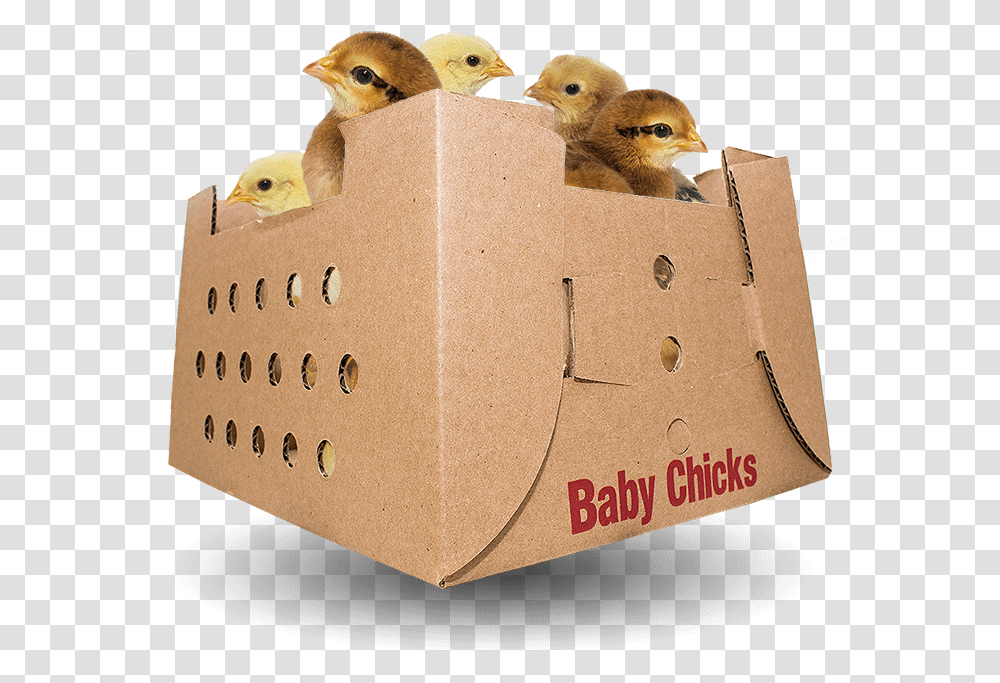 Baby Chicks For Sale By Mail Order Poultry American Mourning Dove, Cardboard, Box, Carton, Bird Transparent Png