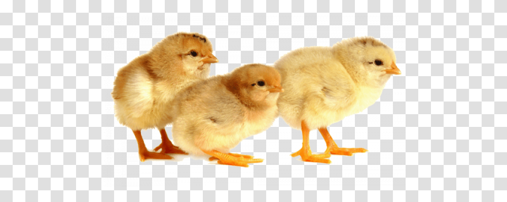 Baby Chicks Images - Free Animal Figure, Poultry, Fowl, Bird, Chicken Transparent Png