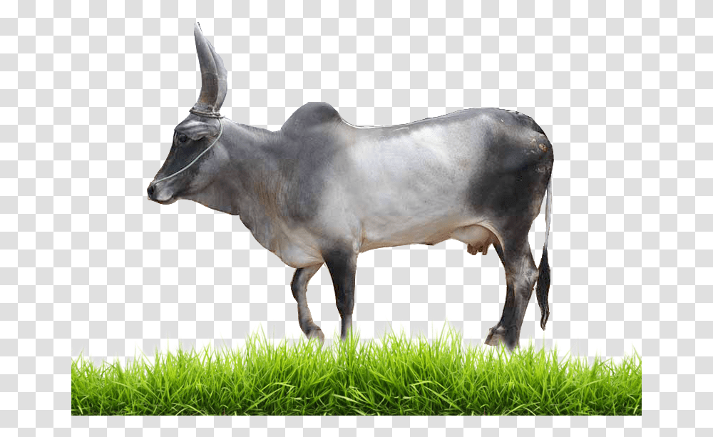 Baby Cow Indian Cow Images Hd, Bull, Mammal, Animal, Ox Transparent Png