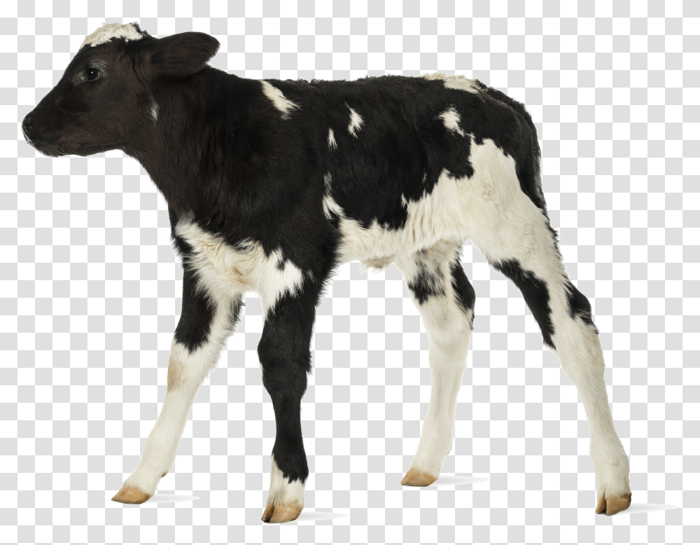 Baby Cow White Background Baby Cow Background Transparent Png