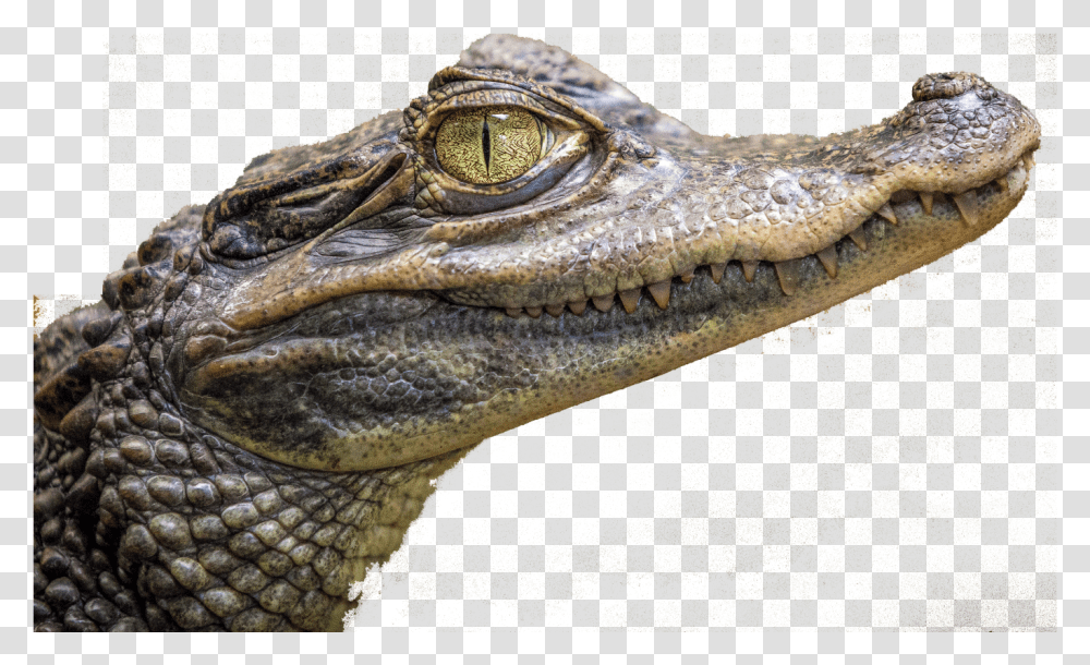Baby Crocodile, Lizard, Reptile, Animal, Alligator Transparent Png