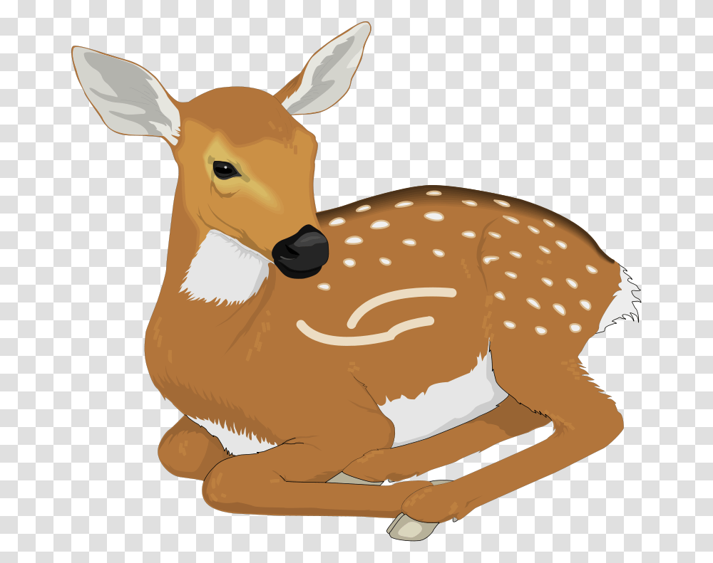 Baby Deer Deer Clipart, Wildlife, Mammal, Animal, Elk Transparent Png