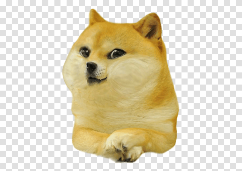 Baby Doge, Canine, Mammal, Animal, Puppy Transparent Png