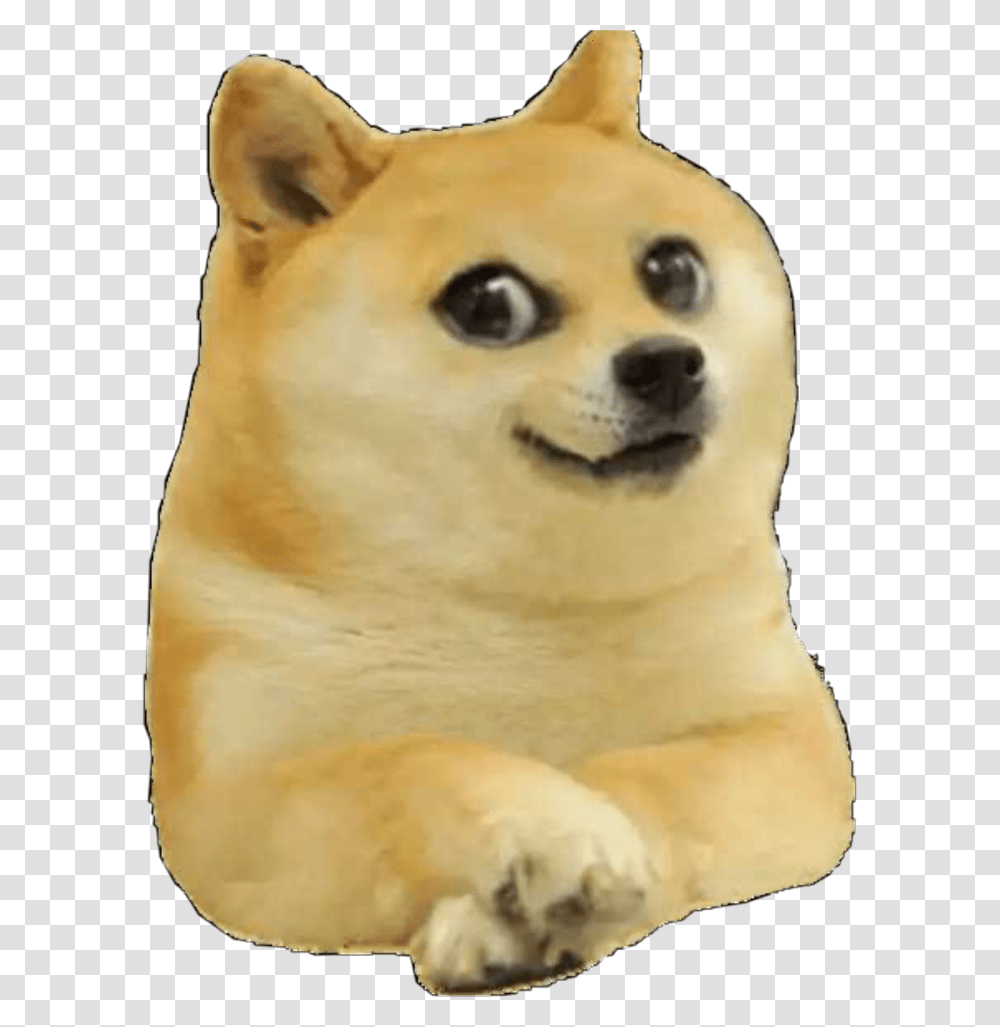 Baby Doge, Pet, Animal, Canine, Mammal Transparent Png