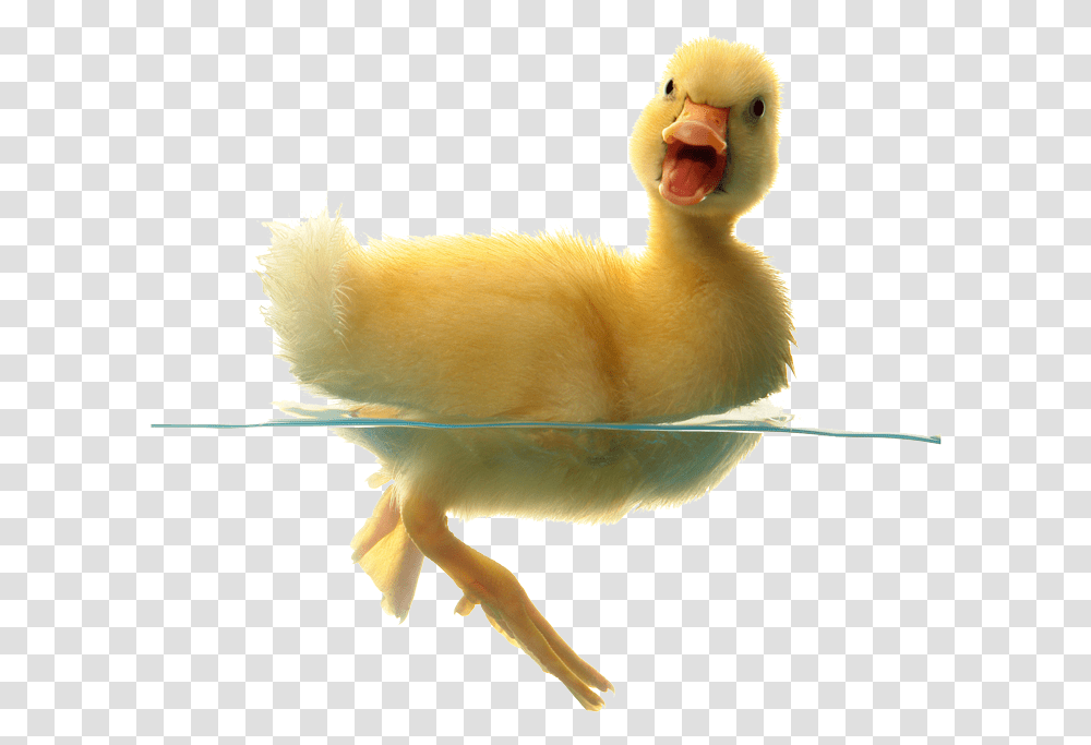 Baby Duck Background, Bird, Animal, Chicken, Poultry Transparent Png