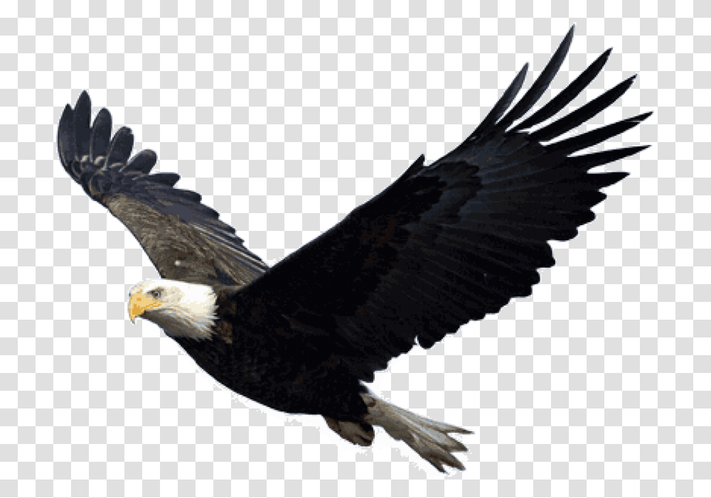Baby Eagle Clipart Eagle Background, Bird, Animal, Bald Eagle, Flying Transparent Png