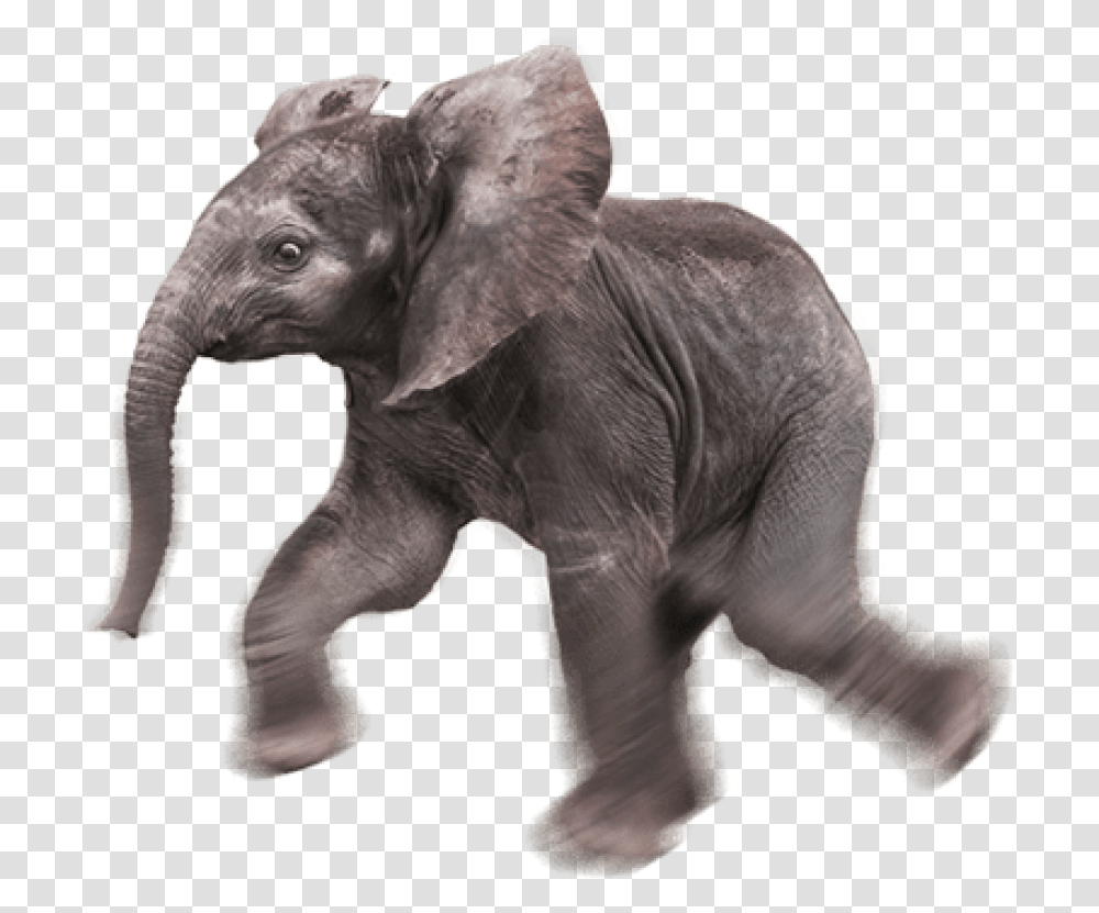 Baby Elephant Baby Elephant Background, Wildlife, Mammal, Animal Transparent Png