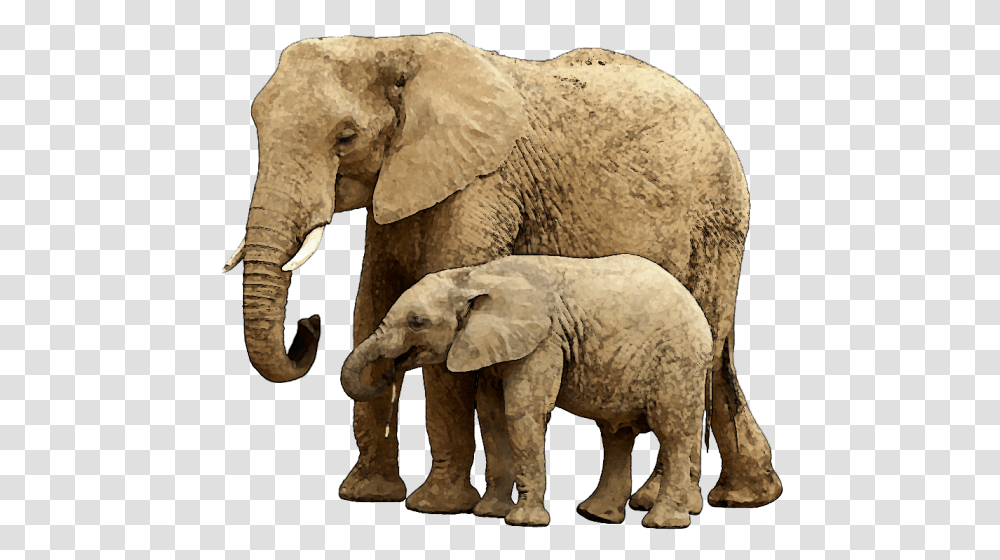 Baby Elephant Image With Background Background Elephant, Wildlife, Mammal Transparent Png