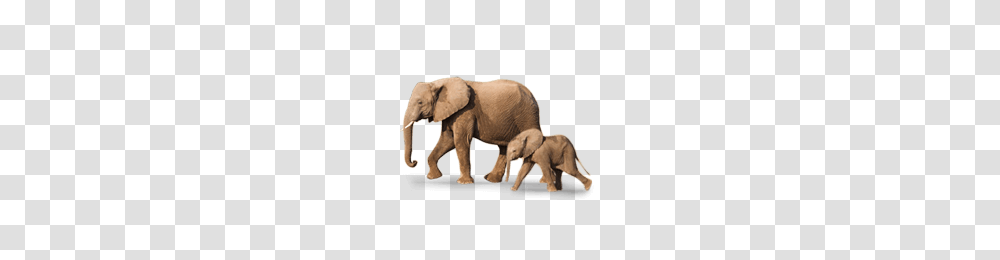 Baby Elephant Is Called As Calf Picture Baby Animals Learning, Wildlife, Mammal, Ivory Transparent Png