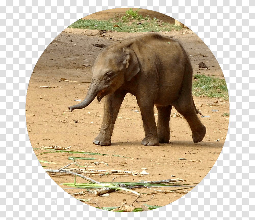 Baby Elephant Sri Lanka, Wildlife, Mammal, Animal, Ground Transparent Png