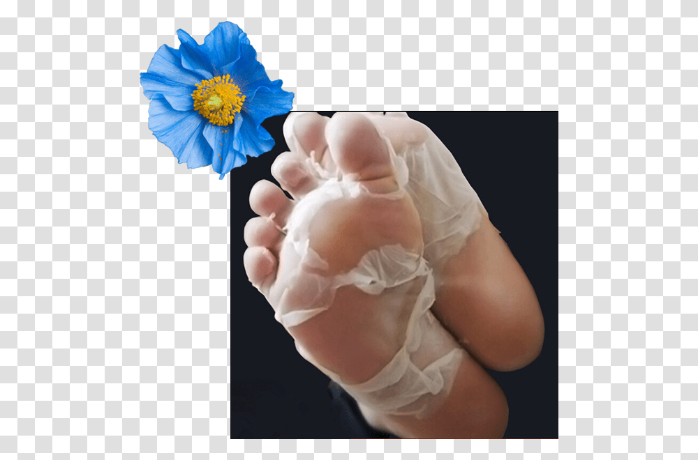 Baby Feet Peel Uk, Diaper, Heel, Anemone, Flower Transparent Png