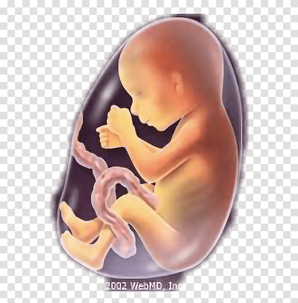 Baby Fetus Fetus5 Months Freetoedit Baby 5 Months Fetus, Person Transparent Png